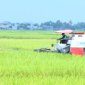 Thu hoạch lúa vụ chiêm xuân
